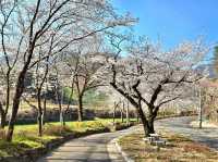 SEOMJINGANG CHERRY BLOSSOM ROAD | GURYE’S RIVERSIDE SPRING WONDER