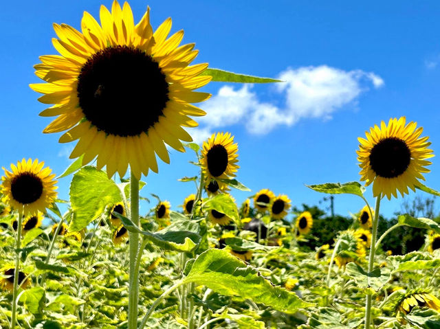 桃園·向陽農場的向日葵盛景🌻