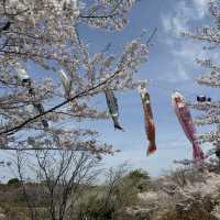 桜の時期は特に圧巻！