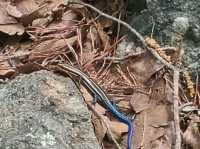 Climb, Scramble, Breathe: The Billy Goat Trail Adventure