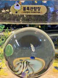 Dive into Wonder: A Day at Lotte World Aquarium