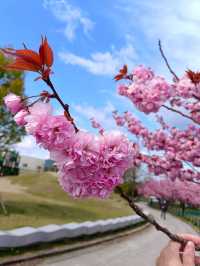 Tsuruokaseibu Park