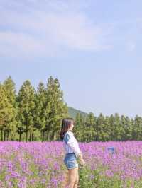 The flowers season in Jeju- Boromwat Seogwipo