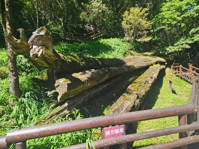行！走入超完美芬多精仙境～阿里山森林公園