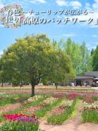 丘一面の春色パレット絶景に包まれる幸せな時間🌷🌼🌸※観光攻略情報付き