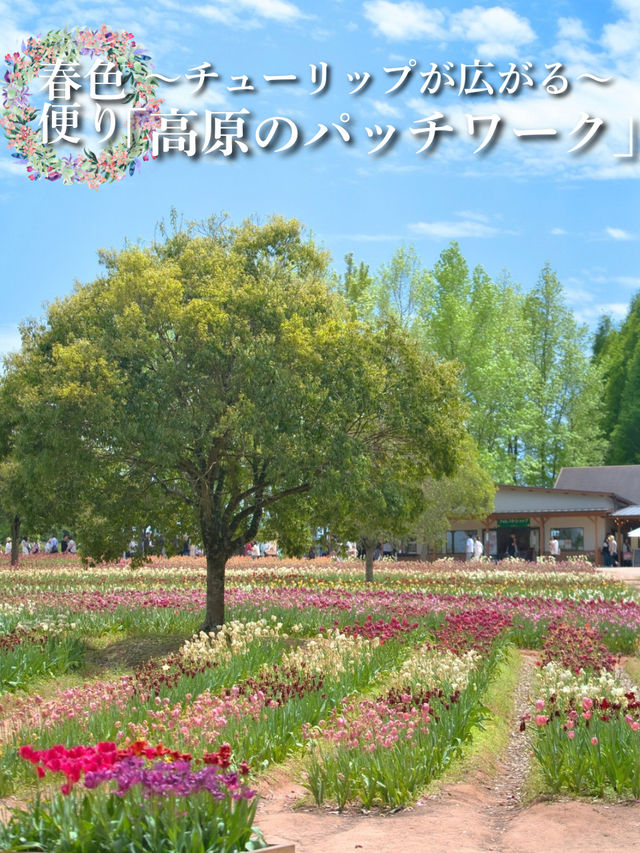 丘一面の春色パレット絶景に包まれる幸せな時間🌷🌼🌸※観光攻略情報付き