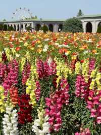 A Day to Enjoy Flowers in Kobe 🌸
