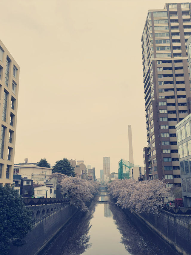 東京目黑購物攻略｜文藝與在地特色的伴手禮精選