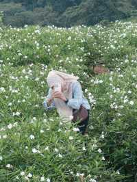 Whispers in White – A Stroll Through Ying Yong Flower Garden