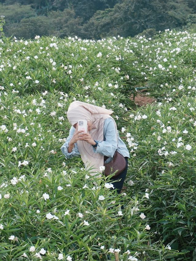 Whispers in White – A Stroll Through Ying Yong Flower Garden