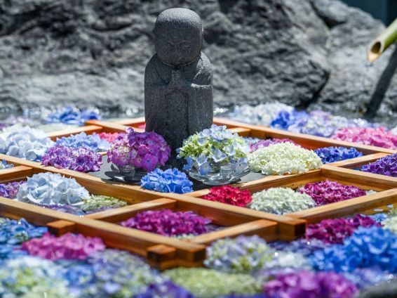 石川縣🇯🇵繡球花景點特集💐