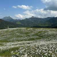 Montreux’s Narcissus Poeticus Fields: A Springtime Fairytale on Lake Geneva