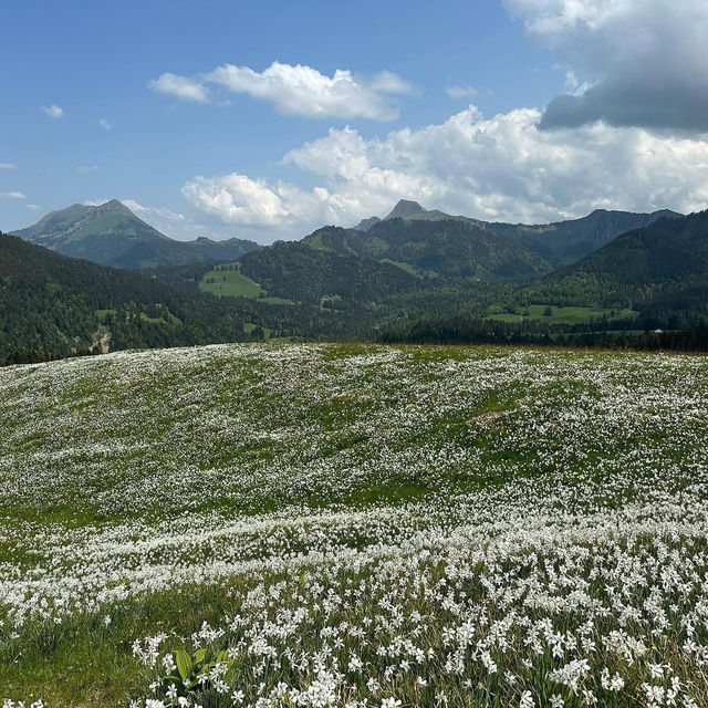 Montreux’s Narcissus Poeticus Fields: A Springtime Fairytale on Lake Geneva
