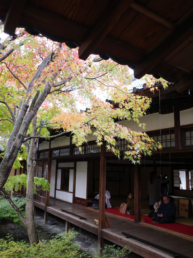 🍂【京都 祇園】心に風が吹くような静けさ。「建仁寺」で、禅と美の時間を🌬️🪷 
