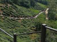 Escape the Heat, Embrace the Hills: One-Day Fun at Cameron Highlands!