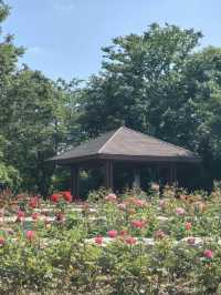A Cherry-Filled Escape on a Budget – Gucun Park, Shanghai