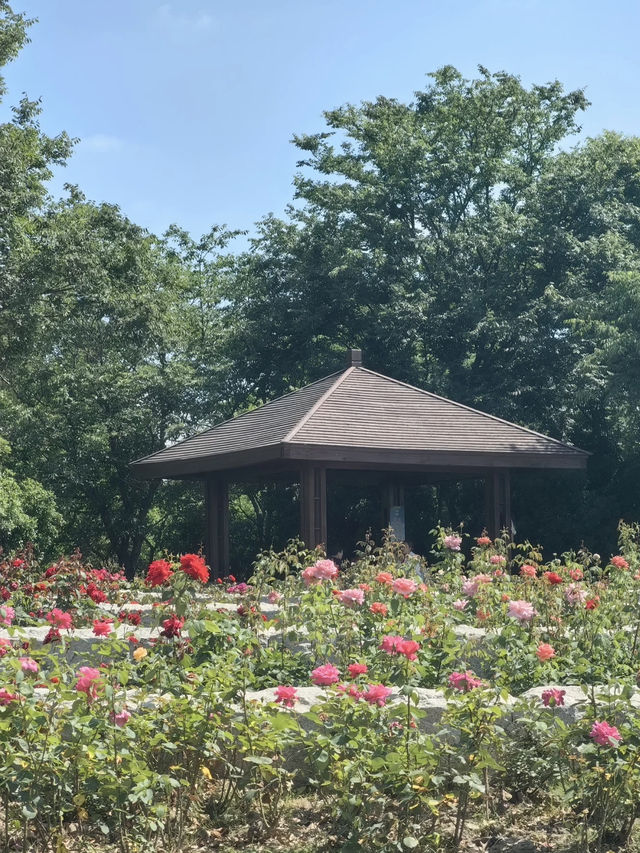 A Cherry-Filled Escape on a Budget – Gucun Park, Shanghai