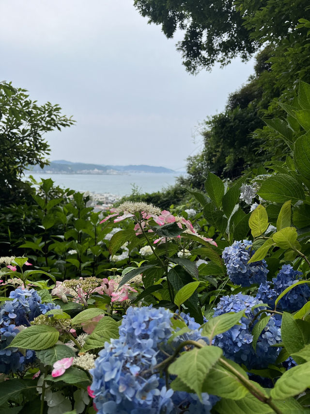 🏯【神奈川・長谷寺】四季を感じる花の名刹で、鎌倉時間をゆったりと