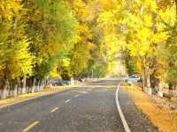 Xinjiang Urumqi’s Autumn Vibes Hit Different