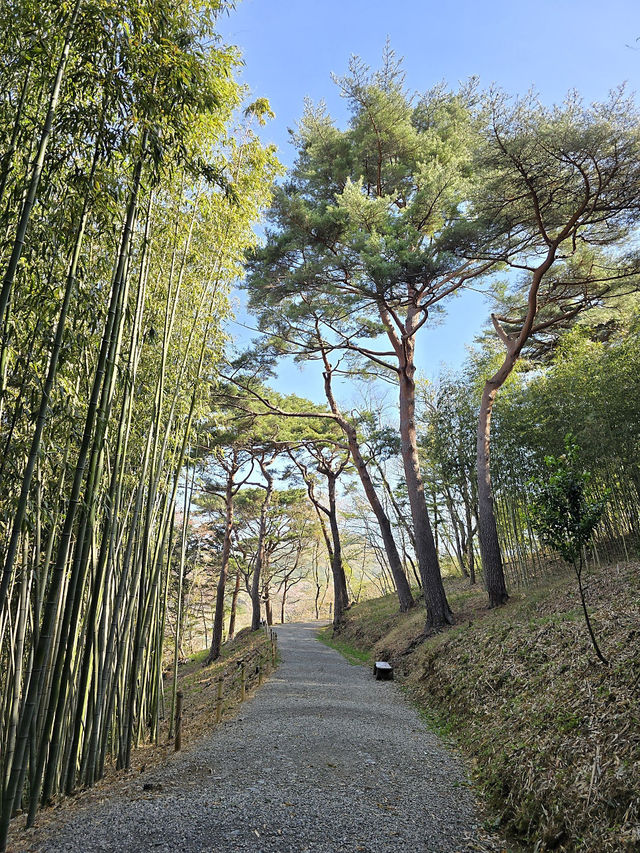🌳부산에서 제일 아름다운 힐링 숲