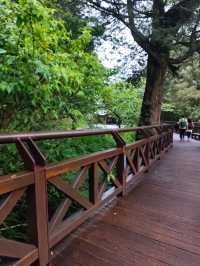 A Dreamy Walk at Alishan