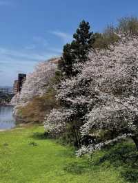 水濠に映る四季の彩り🌸 高岡古城公園で歴史と自然に癒される旅
