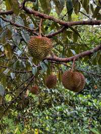 Hiking to Penang’s Hidden Glass House — With a Durian Surprise 