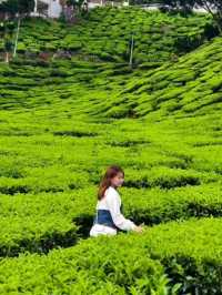 3 Days 2 Nights in Cameron Highlands – Cool Air, Colorful Gardens & Tea Views 🌸🍃