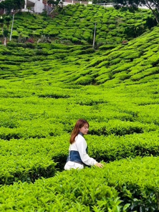 3 Days 2 Nights in Cameron Highlands – Cool Air, Colorful Gardens & Tea Views 🌸🍃