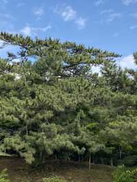 小豆島寒霞溪，日本自然景觀100選之一，十分美的地方！