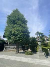 【神奈川県/鎌倉　紫陽花がキレイに咲いている穴場スポット】