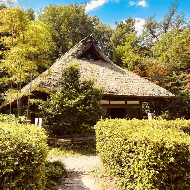 🌿🌸 Yakushi-Ike Park (薬師池公園), Machida: A Hidden Summer Oasis Near Tokyo