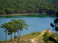 🌲 Dalat Wonder Resort 🌲