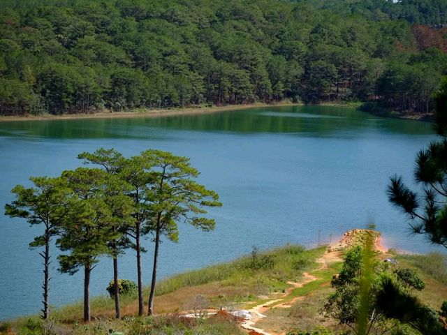 🌲 Dalat Wonder Resort 🌲
