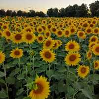 🌻✨ Sunflower Weekend at Kenyon Hall Farm: A Golden Summer Escape