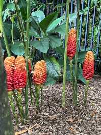 Spectacle Garden: A Colorful Escape in Brisbane