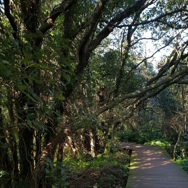 Nature Escape Vibes at Jeju Gotjawal Provincial Park