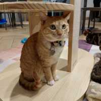 Urban Cafe：貓貓Cafe美食之旅 🐱