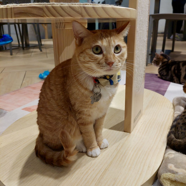 Urban Cafe：貓貓Cafe美食之旅 🐱