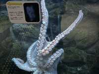 上越市立水族博物館（色調非常漂亮）