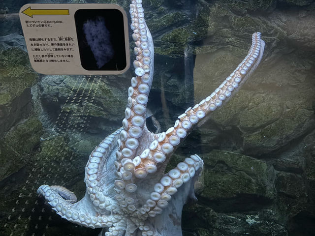 上越市立水族博物館（色調非常漂亮）