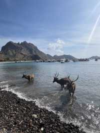 Labuan Bajo Day Trip: Islands, Dragons, and Beaches