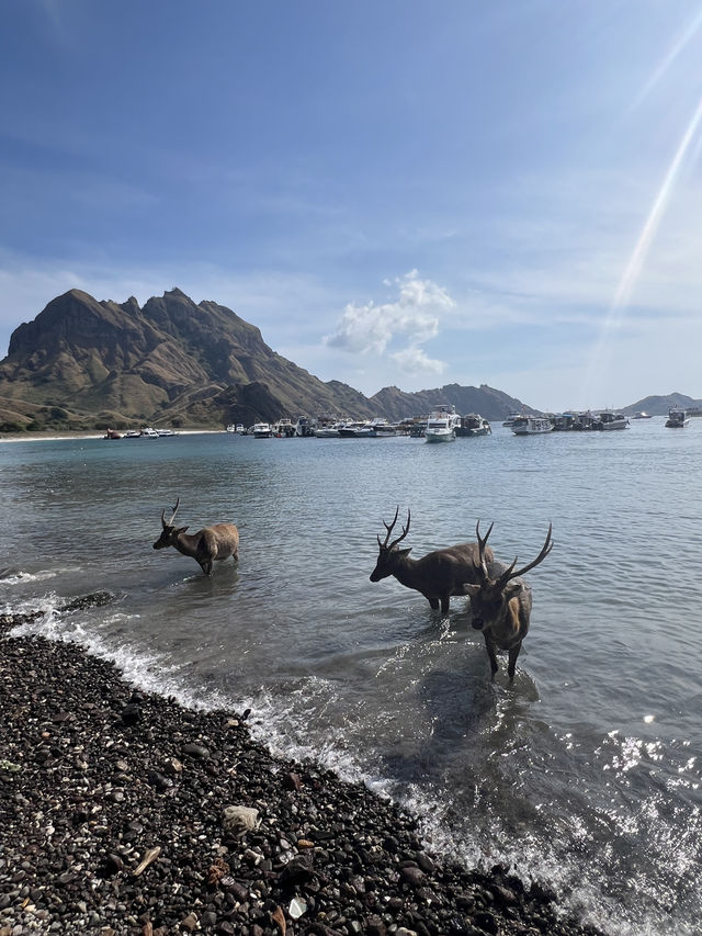 Labuan Bajo Day Trip: Islands, Dragons, and Beaches