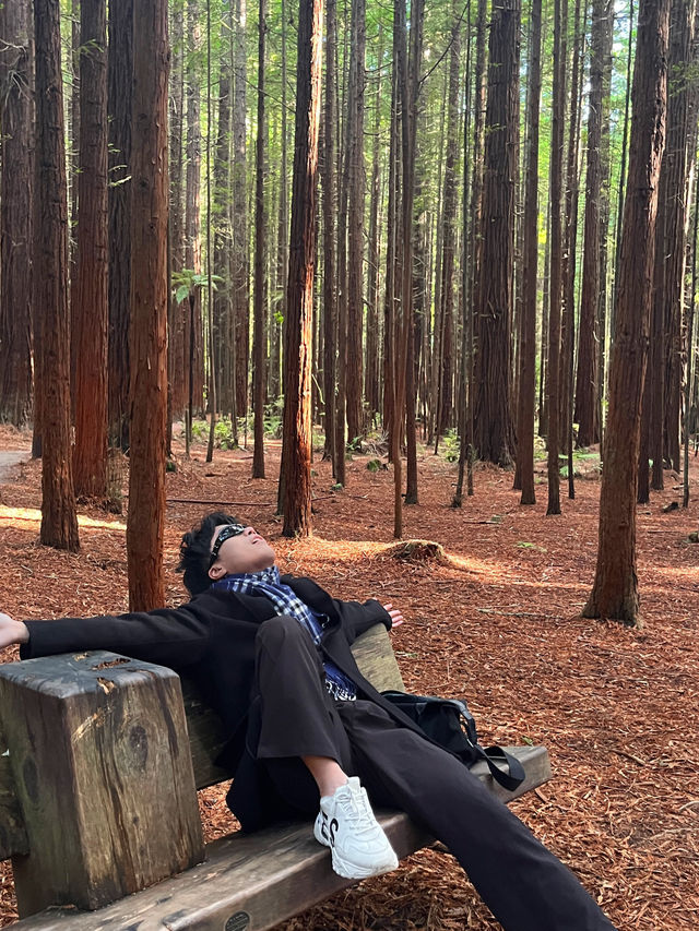 🌲紐西蘭紅木步道｜漫步千年巨木森林，像走進魔戒世界