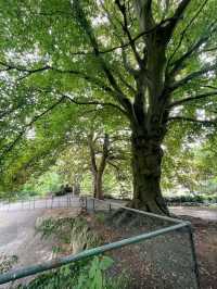 Hedgemead Park
