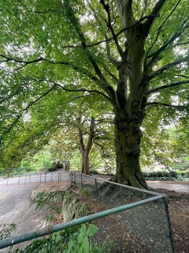 Hedgemead Park