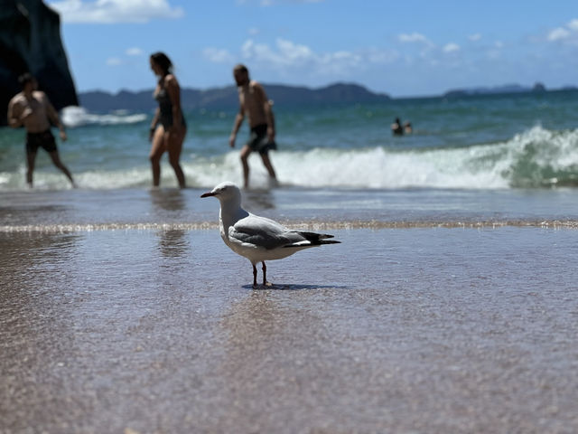 紐西蘭旅遊景點—⛱ Cathedral Cove｜電影場景般的夢幻秘境