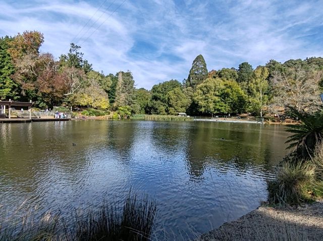 🚂 Puffing Billy Railway 行程时间指南