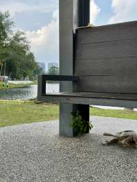 Reflections in Motion: A Summer Morning at Taman Tasik Titiwangsa