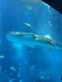 沖繩美麗海水族館🐬